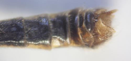 Réf. 80 064 : Nephrotoma appendiculata