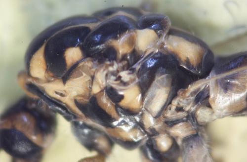Réf. 80 066 : Nephrotoma appendiculata