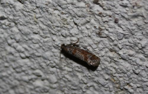 Rhyacionia pinivorana