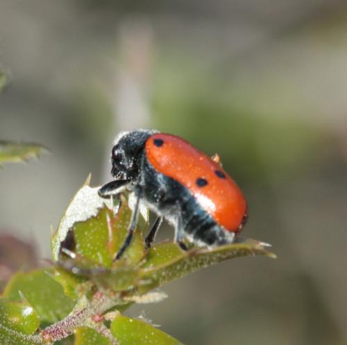Lachnaia sp.