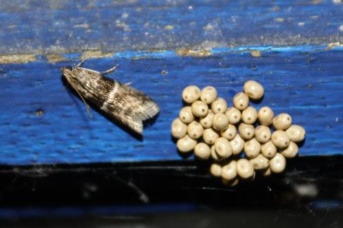 Elegia atrifasciella