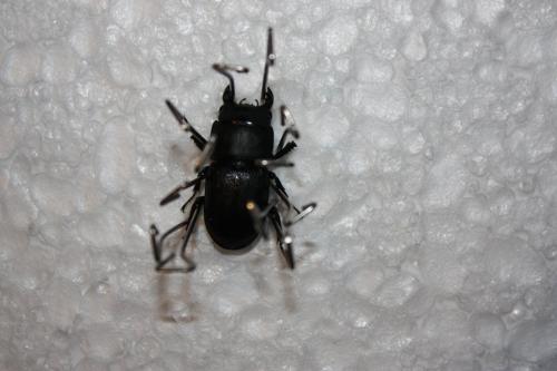 Réf. 80 492 : Dorcus parallelipipedus
