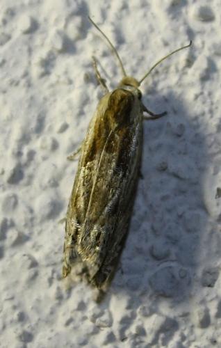 Eucosma sp.