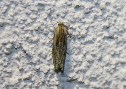 Eucosma sp.