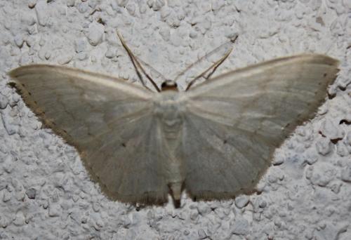 Réf. 80 929 : Scopula floslactata