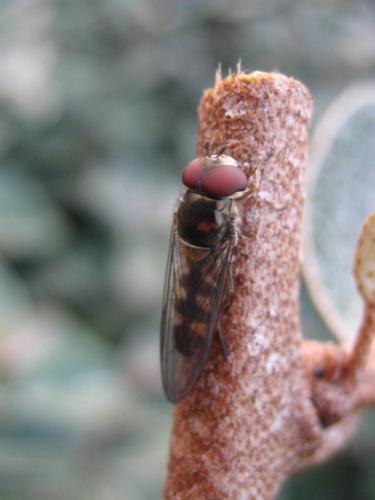 Réf. 80 966 : Meliscaeva auricollis
