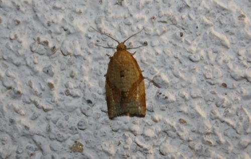 Clepsis consimilana