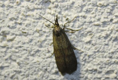 Réf. 80 038 : Hypochalcia ahenella