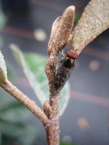 Meliscaeva auricollis
