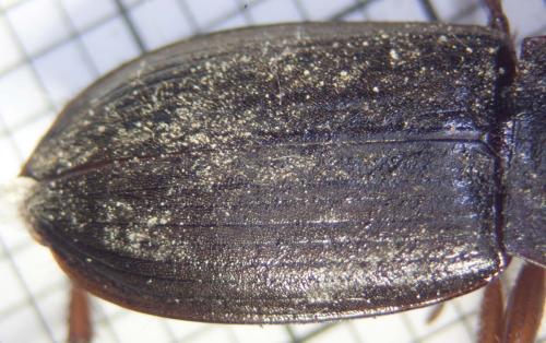 Pseudoophonus rufipes