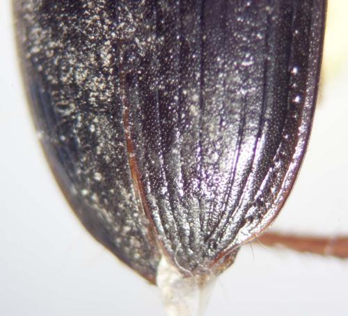 Pseudoophonus rufipes