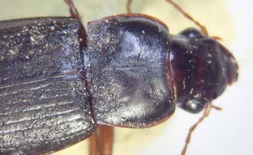Pseudoophonus rufipes