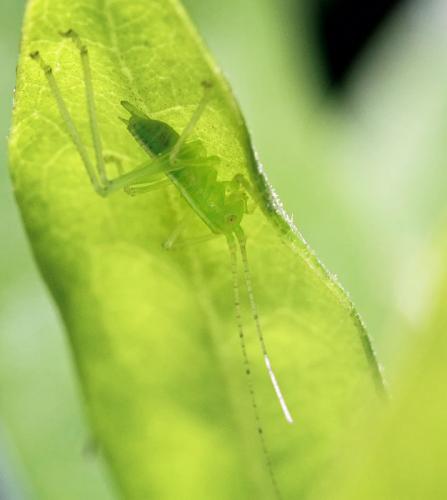 Meconema sp.