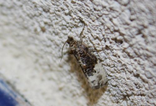 Hedya nubiferana