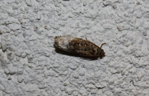 Réf. 80 854 : Hedya nubiferana