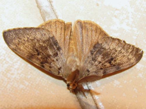 Réf. 80 085 : Lymantria dispar