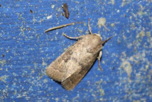 Hoplodrina sp.