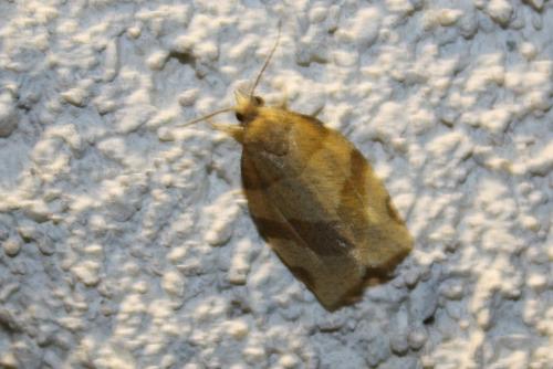 Réf. 80 873 : Pandemis sp.