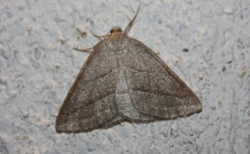 Réf. 80 144 : Petrophora chlorosata