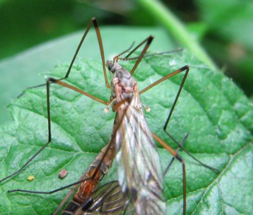 Réf. 80 533 : Tipula variicornis