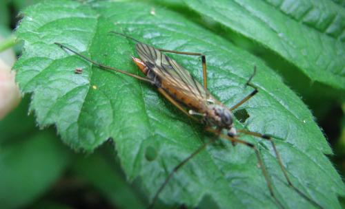 Réf. 80 532 : Tipula variicornis