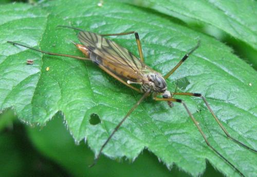 Réf. 80 534 : Tipula variicornis