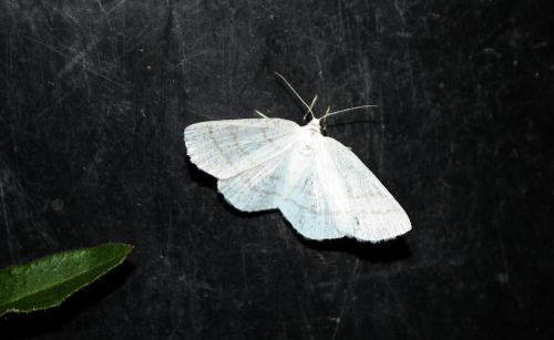 Cabera exanthemata
