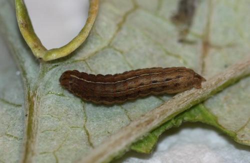 Xestia xanthographa