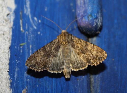 Apamea syriaca