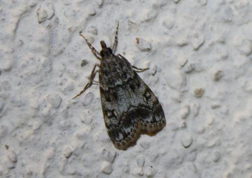 Réf. 80 076 : Eudonia lacustrata
