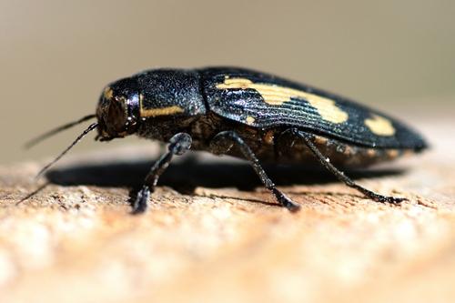 Buprestis novemmaculata