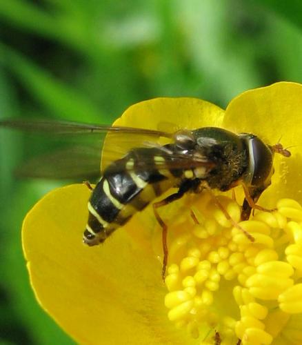 Réf. 80 766 : Dasysyrphus venustus