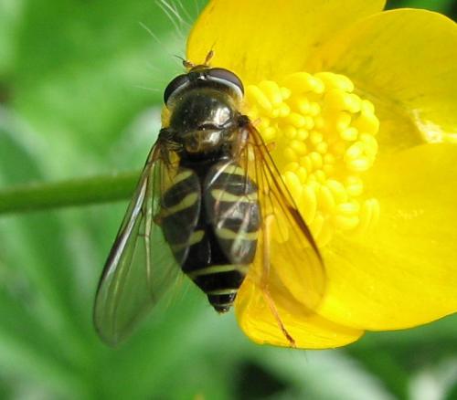 Dasysyrphus venustus