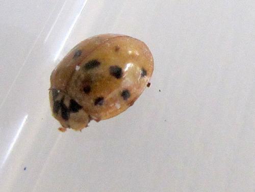 Harmonia axyridis