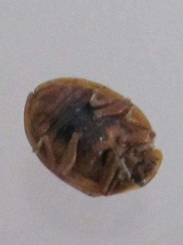 Harmonia axyridis
