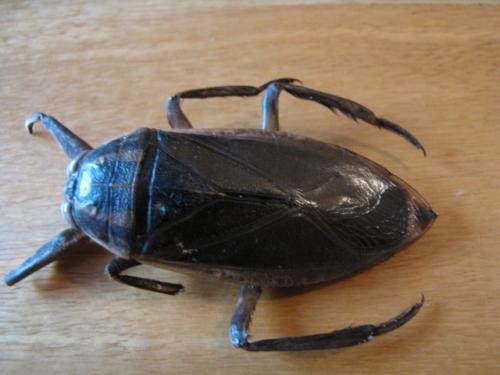 Lethocerus cordofanus