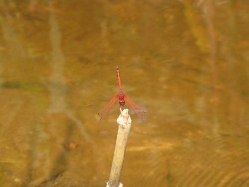 Réf. 80 367 : Trithemis sp.