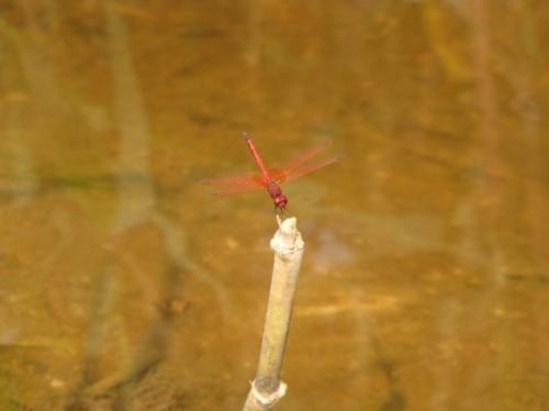 Réf. 80 369 : Trithemis sp.