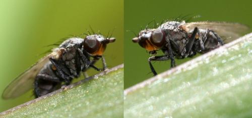 Schoenomyza litorella