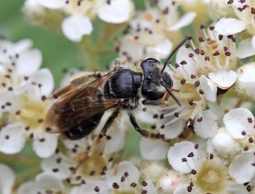 Andrena sp.