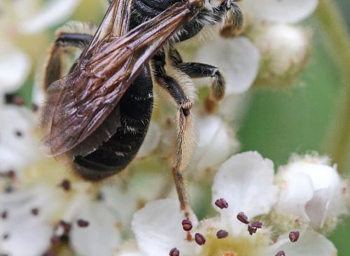 Andrena sp.