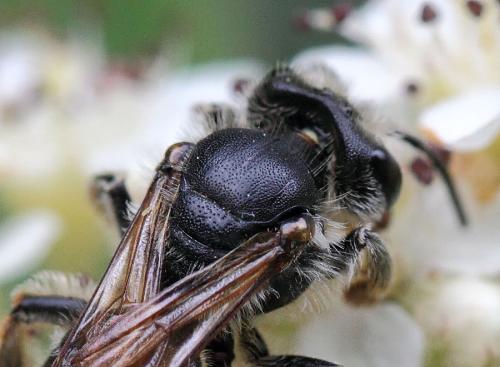 Andrena sp.