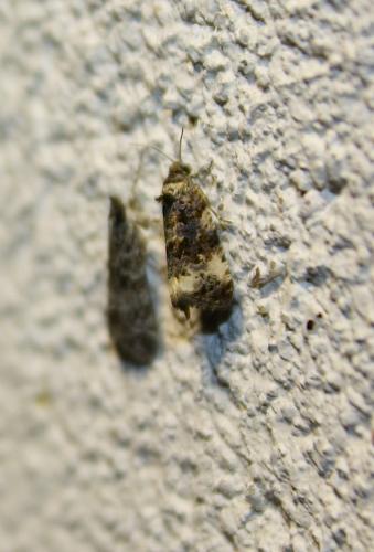 Endothenia sp.