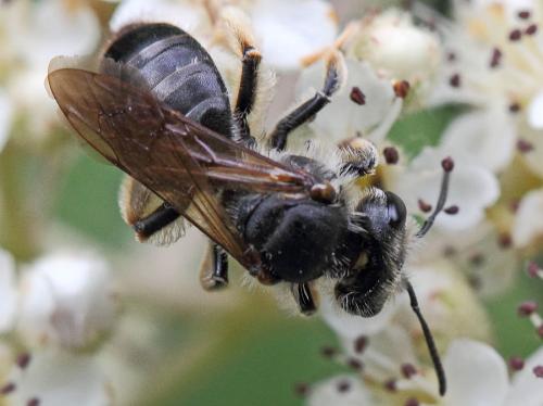 Andrena sp.