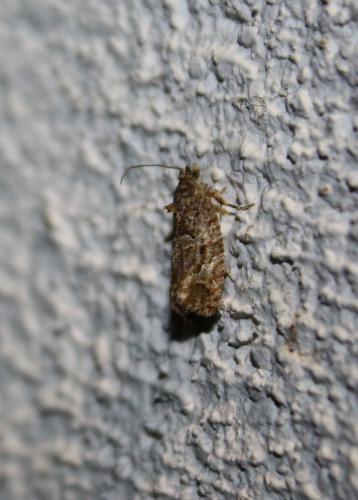 Réf. 80 804 : Eudemis profundana