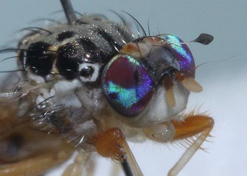 Réf. 80 361 : Ceratitis capitata