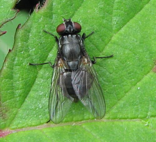 Réf. 80 152 : Hydrotaea sp.