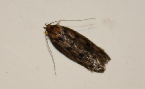 Réf. 80 709 : Hofmannophila pseudospretella