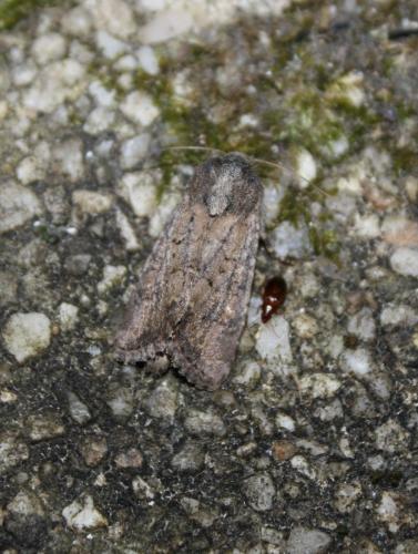Réf. 80 184 : Luperina testacea