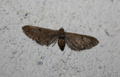 Réf. 80 408 : Eupithecia assimilata